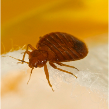 How much does it cost to get rid of Bedbugs in Bexley