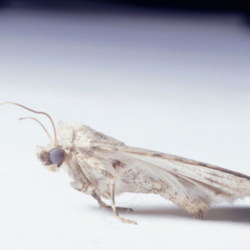 How much does it cost to get rid of moths in Welling