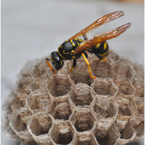 Wasp Nest Removal Erith