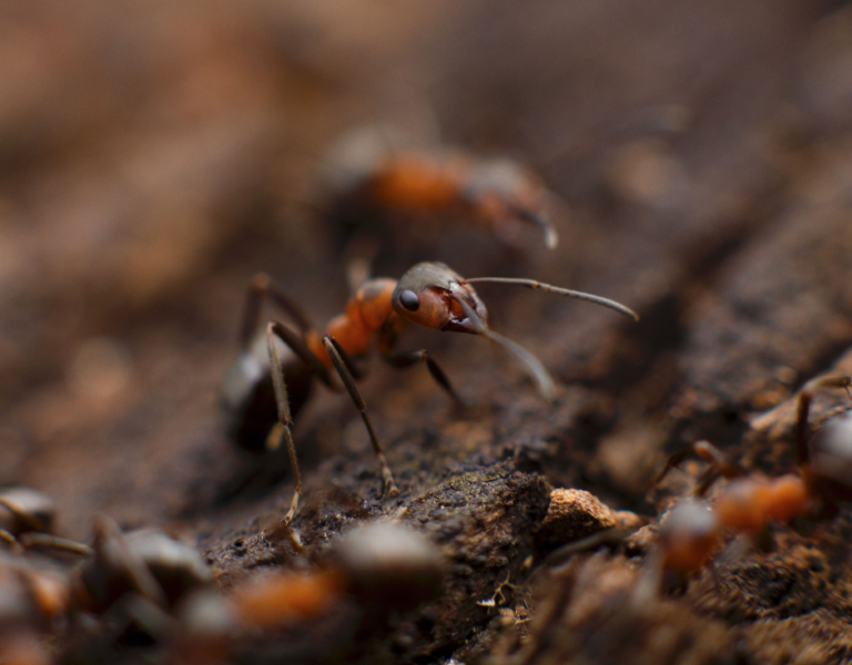 Ant-control-Bexleyheath